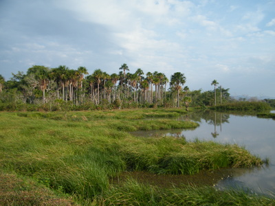 Nature Wildlife Destination Llanos Colombia Casanare 