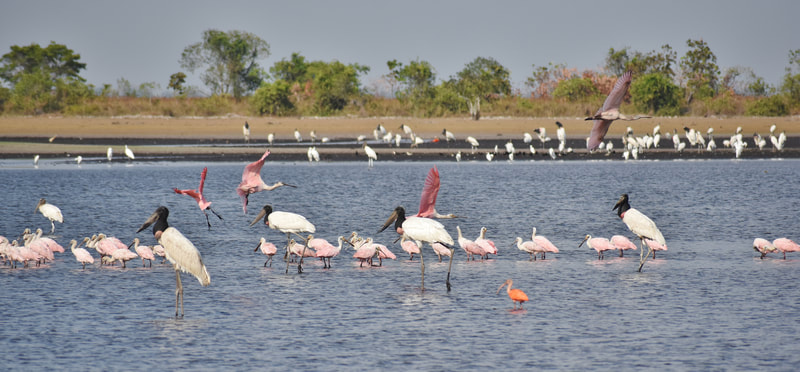 Wildlife birding Tours Destination Llanos Colombia Casanare 