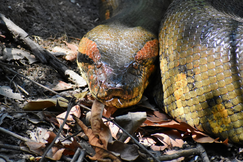 Green anaconda Wildlife birding Tours Destination Llanos Colombia Casanare 
