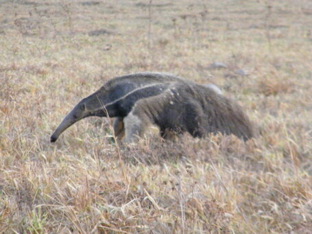 giant anteater Colombia wildlife tours Casanare Llanos