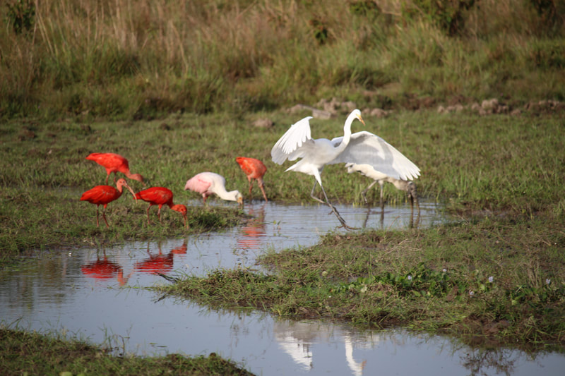 scarlet ibis Wildlife Birding Tours Destination Llanos Colombia Casanare 