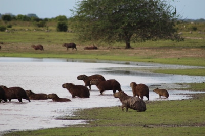 Wildlife Tours Capybaras Llanos Colombia Casanare 