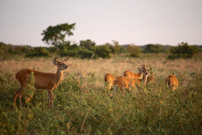 white-tailed deer Wildlife Birding Tours Destination Llanos Colombia Casanare  
