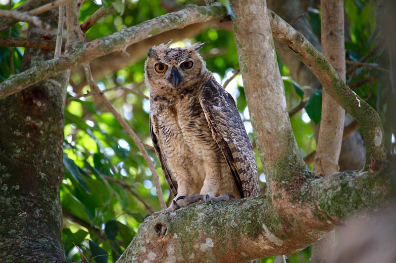 Wildlife birding Tours Destination Llanos Colombia Casanare 