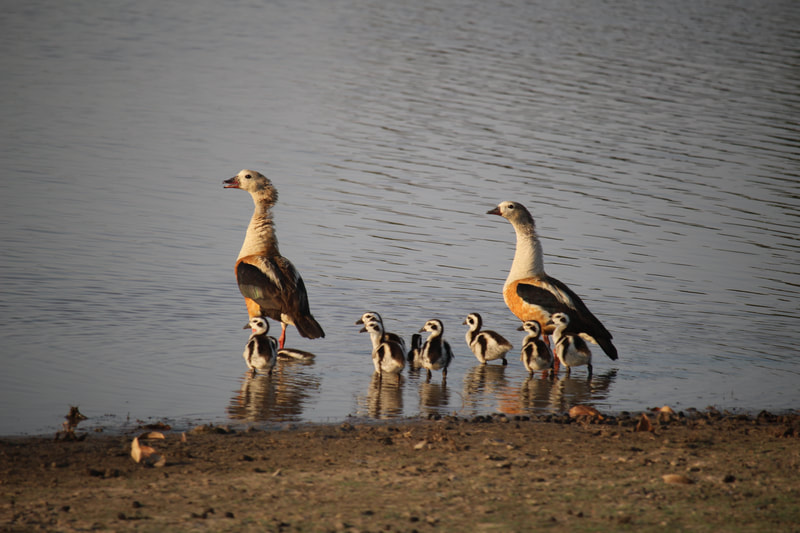 Orinoco goose Wildlife birding Tours Destination Llanos Colombia Casanare 