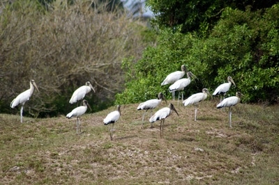Wildlife Birding Tours Destination Llanos Colombia Casanare 
