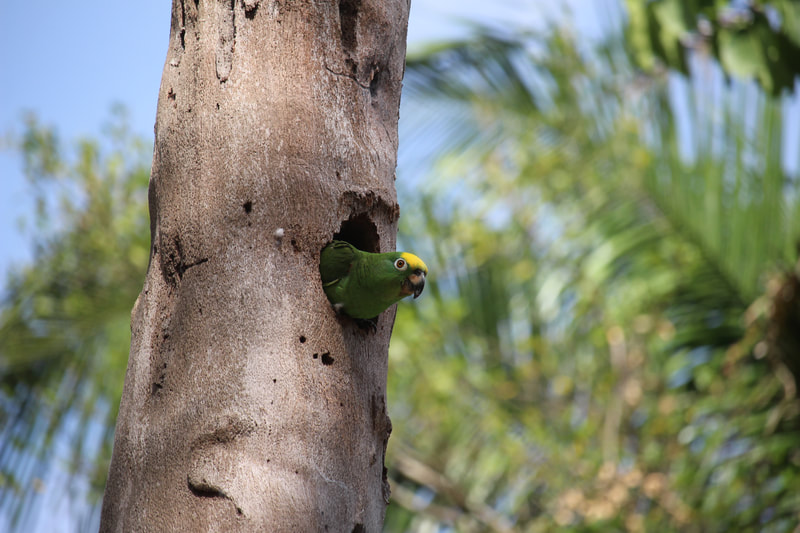 parrots Wildlife birding Tours Destination Llanos Colombia Casanare 