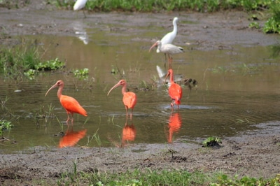 scarlet ibis Wildlife Tours Destination Llanos Colombia Casanare 