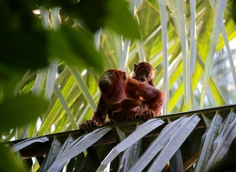 howler monkey Wildlife Birding Tours Destination Llanos Colombia Casanare 