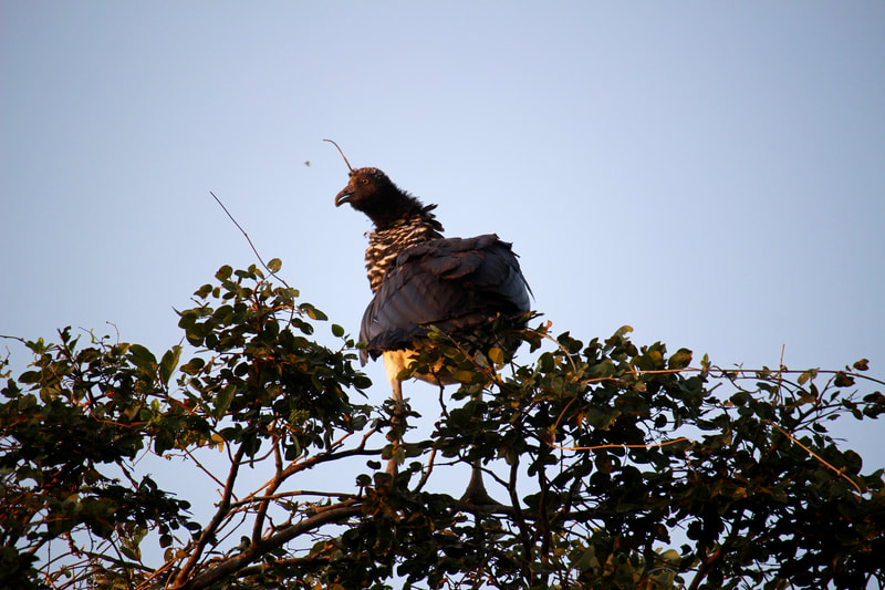 horned screamer Wildlife birding Tours Destination Llanos Colombia Casanare 