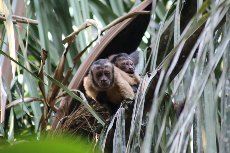 capuchin monkey Wildlife birding Tours Destination Llanos Colombia Casanare 