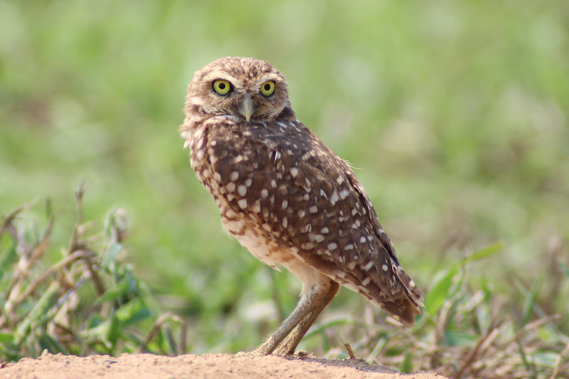 Burrowing owl Wildlife Birding Tours Destination Llanos Colombia Casanare 