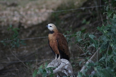 Wildlife Birding Tours Destination Llanos Colombia Casanare 