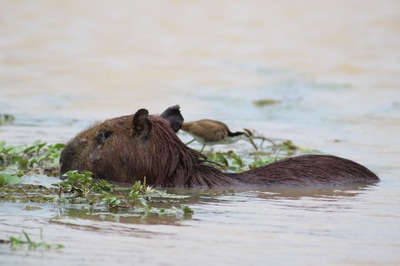 Capybara Wildlife Birding Tours Destination Llanos Colombia Casanare 