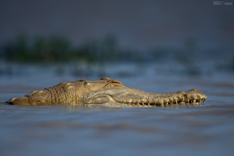 Orinoco crocodile Wildlife reptiles Tours Destination Llanos Colombia Casanare 
