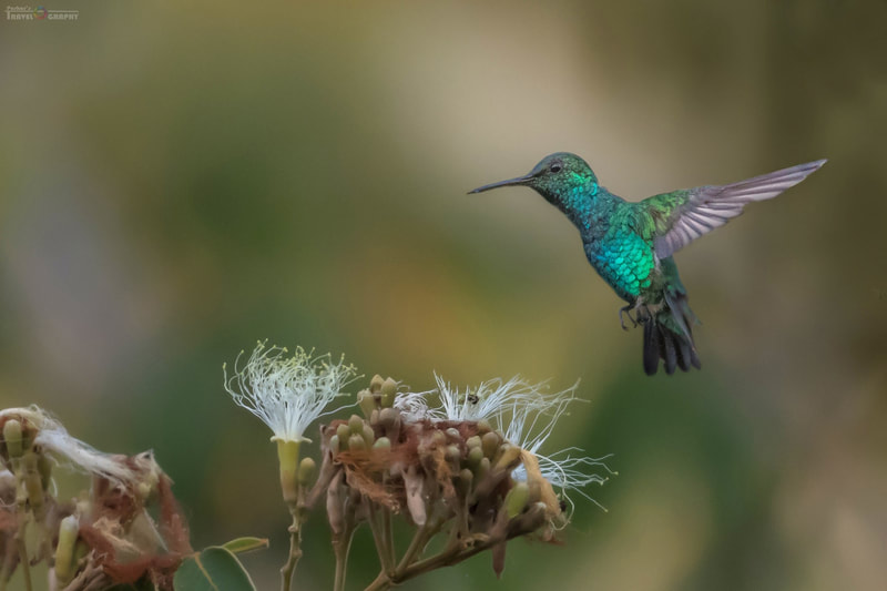 emerald hummingbird Wildlife birding Tours Destination Llanos Colombia Casanare 