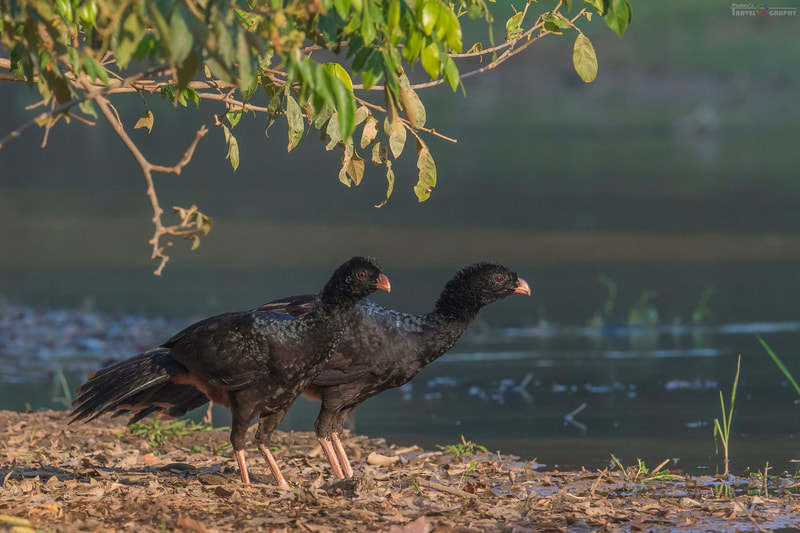 crestless curassows Wildlife birding Tours Destination Llanos Colombia Casanare 