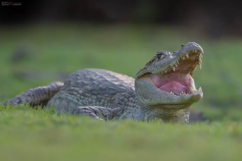 Spectacled caiman Wildlife birding Tours Destination Llanos Colombia Casanare 