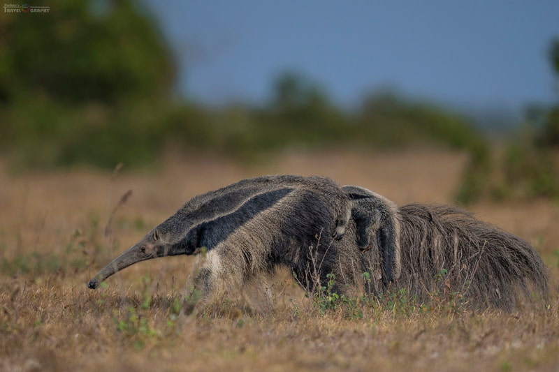 giant anteater Wildlife anteater Tours Destination Llanos Colombia Casanare 