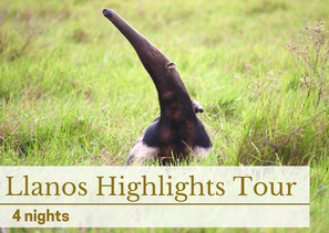 Llanos Highlight Tour los Llanos Tours Casanare Colombia ecotours