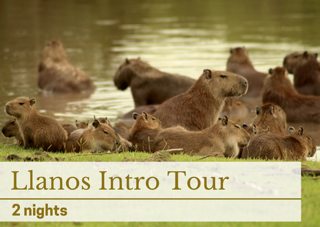 Llanos Intro Tour Wildlife Tour Colombia