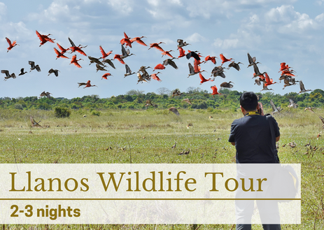 Llanos Wildlife Tour Colombia