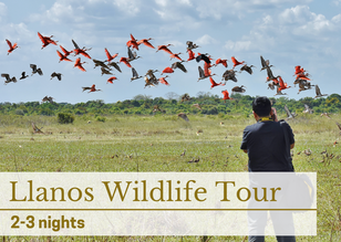 Llanos Wildlife Tour los Llanos Tours Casanare Colombia ecotours