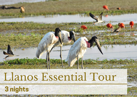 Llanos Essential Tour Wildlife Tour Colombia