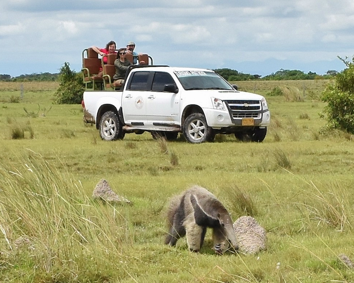 Giant anteater Llanos Wildlife Safari Tours casanare Colombia