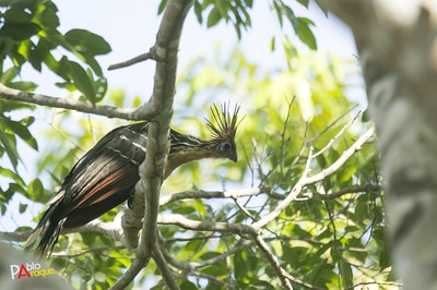 Hoatzin Wildlife Birding Tours Destination Llanos Colombia Casanare 